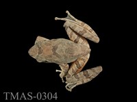 藏品(艾氏樹蛙)的圖片